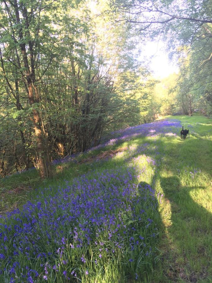Belan Bluebell Woods Shepherds Hut Alojamento de Turismo Selvagem *